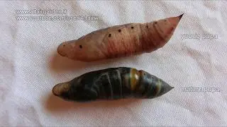 Macroglossum stellatarum: How to tell if a pupa is not alive.