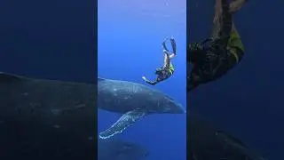 Aggressive Humpbacks!
