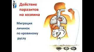 Лекция 1 Паразитизм как экологическое явление