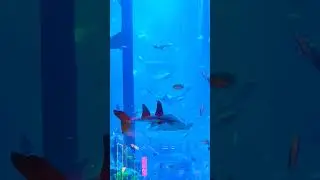 Wow! Aquarium in Dubai Mall! #shorts #dubai #dubaimall #aquarium #viralvideo #shark #stingray