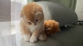 Мамкина сиська-это святое😻