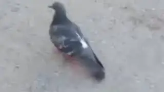 голубь еблан