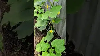 БЮДЖЕТНО ОГУРЦЫ ВЕРТИКАЛЬНО УСЫ ОБРЫВАЕМ 🥒🌿💯❤️...