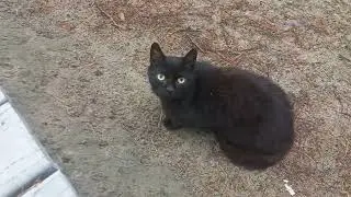 Котик на пешеходной тропе Высота Эфа