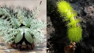 World’s Most Dangerous Caterpillar ⚠️🐛