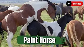 Paint Horse Equestrian Farm Breeding American Paint Horse  