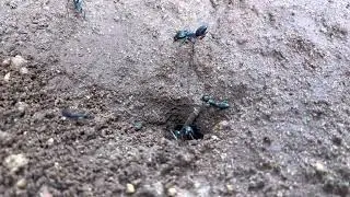 Ants creating their habitat