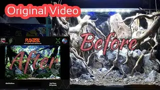 Aquascape Tema Hutan by @bang_purwa #astara