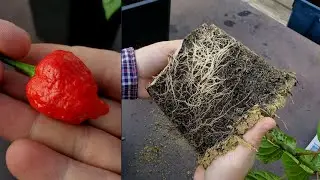 I cut the first fruit and transplanted the pepper into a new 11-liter pot. Carolina Reaper.