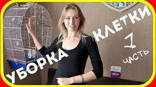 Уборка клетки попугая на Vолнитсик-TV (ч.1)
