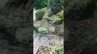 Обзор участка. Топиарные стрижки.