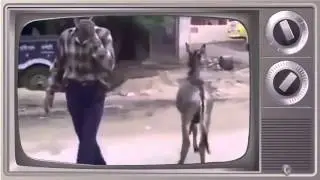Funniest Video of 2015 Donkey Vs Man
