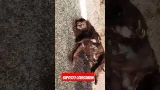 suposto"Lobisomem: é encontrado mort0 na br em petrolina  veja o video