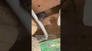 Это что за живность🥰