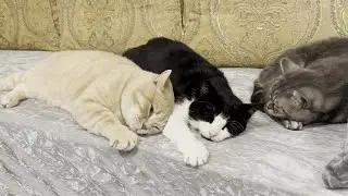 Cute Sleepy Cats