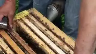 На пасеке у доктора с.х.н. Амшеюса на пасеке под Каунасом