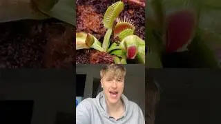 How A Venus Fly Trap Grows…