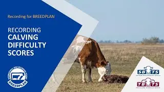 Recording Calving Difficulty Scores