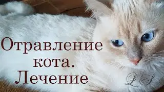 Отравление кота. Лечение. Как я вылечила Марсика от отравления