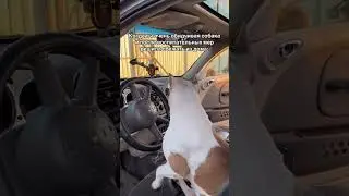 Обидчивая собака #shortvideo #собака #staff #стаффорд #юмор #стаффордширскийтерьер #прикол #pets