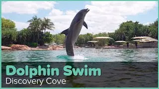 Discovery Cove Dolphin Swim Experience | Discovery Cove Orlando