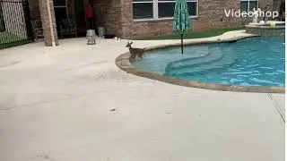 There is a baby deer in our yard