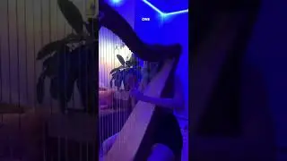 Harp nights #shiadanni #harp