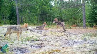 Wolf pups playing with a deer bone