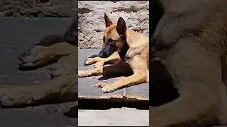 Malinois come batata após ração e banho . Meu malinois Lôla de 8 meses