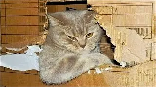 Funny animals - Funny cats and dogs - Funny animal videos 2023🤣
