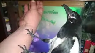 самая  красивая сорока в мире-ДУСЯ! потягушечки на руке и угощает меня едой пищей из зоба! смотрите!