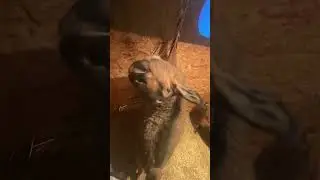 Я девочка😂😂😂 и сыра две бутылки🤣 #козы #село #смех