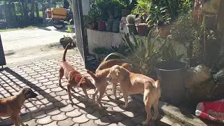 Happy Dog Happy Life😬