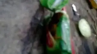 Видео про то... как осы ели мятную конфетку...Шок... часть 1.