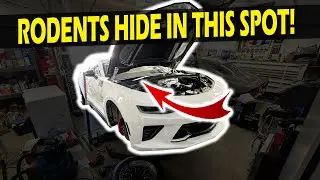 A Rodent Destroyed My Camaro!