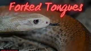 Forked Tongues: Filthy & Foolish Conversation of the Religious