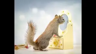 Funny squirrels who live full life - a person's life