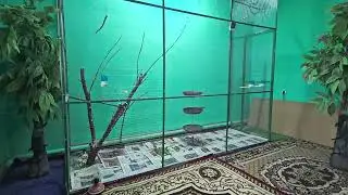 Канарейки- сезонная зелень птицам. Одуванчик