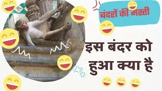 आखिर इस बंदर को क्या हुआ अचानक लोटपोट करने लगा 😂🤣🤣monkey funny video #ayodhya