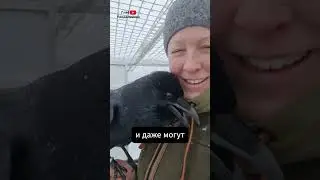 Ворон 🖤 Интересные факты