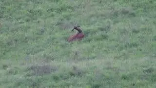 500 yard red yearling, double-team attempt