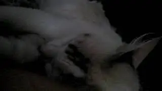 Gatinha linda maravilhosa