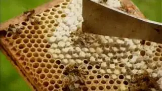 Викторианская ферма
