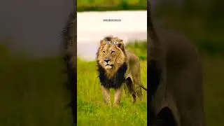 LION DO BAD🔥| ft.LION #lionattitudestatus #lionquotes #lion