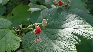 Thimbleberry, Foraging Wild Edibles