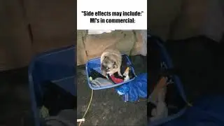 What The Dog Doing? 