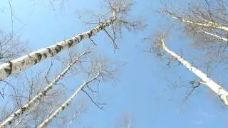 Берёзки и синее небо