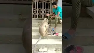 Love Between Human And Animal | Monkey Loves Human | Monkey want to eat from this guy #monkey #viral