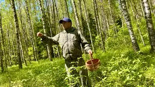 Летние ГРИБЫ и ДИКИЕ ЛЕБЕДИ! Грибы