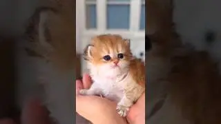 Cutest Kittens Ever 😻🐾